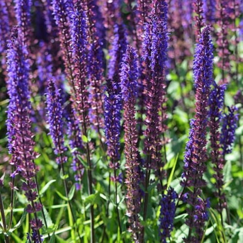 Szałwia omszona fioletowoniebieska nasiona 0,1g