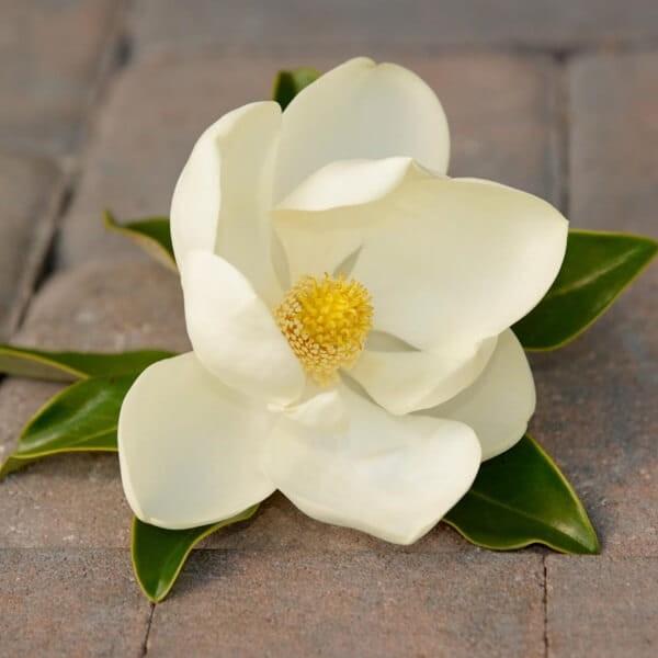 Słodka Magnolia (Michelia doltsopa) nasiona  (2).jpg
