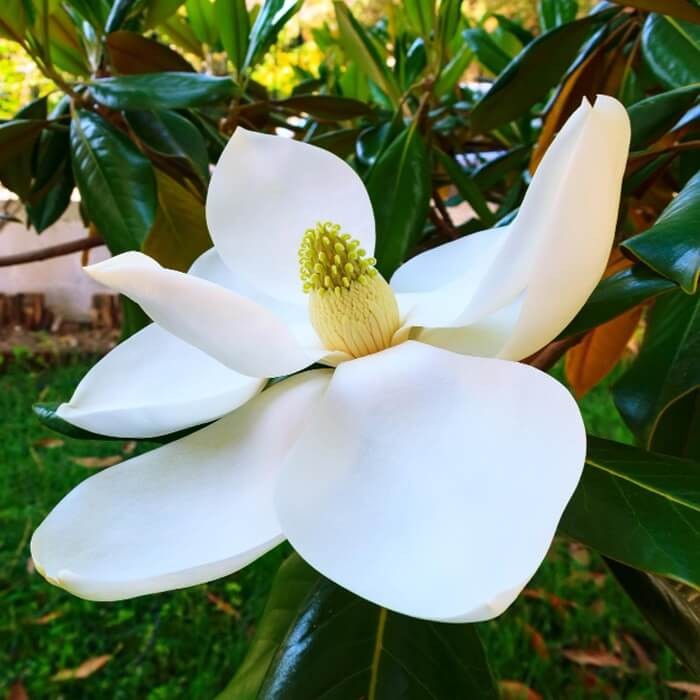 Słodka Magnolia (Michelia doltsopa) nasiona  (3).jpg