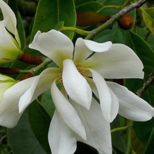 Słodka Magnolia nasiona