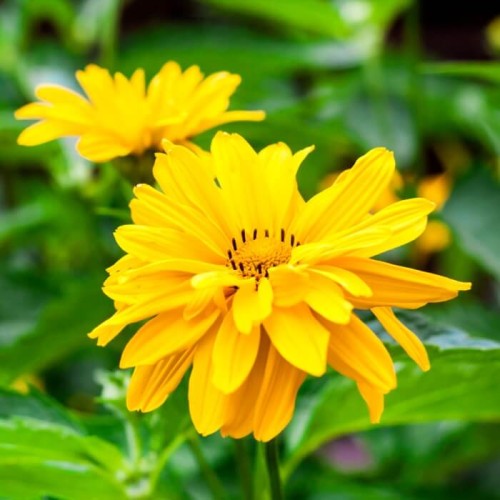 Słoneczniczek Heliopsis nasiona 0,5g