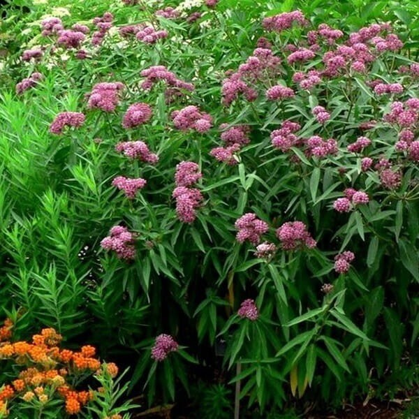 Trojeść krwista CINDERELLA 0,3g nasiona LUX (1).jpg