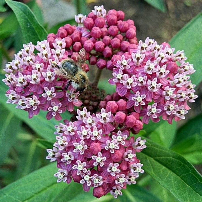 Trojeść krwista CINDERELLA 0,3g nasiona LUX (3).JPG