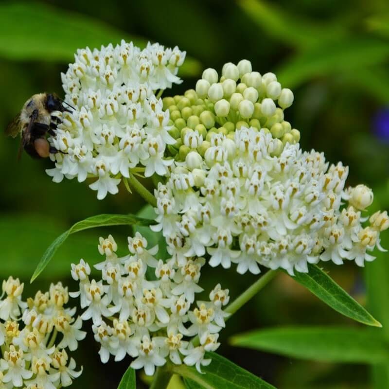 Trojeść krwista ICE BALLET 0,3g nasiona LUX (1).jpg