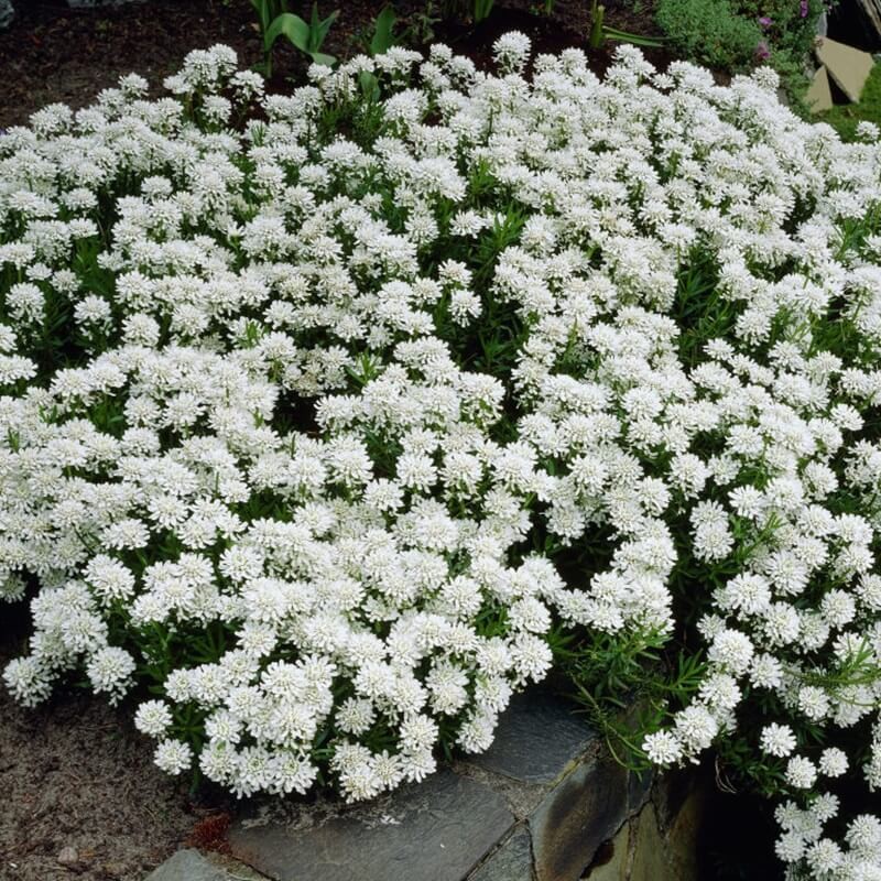 Ubiorek wiecznie zielony biały nasiona 0,5g (1).jpg