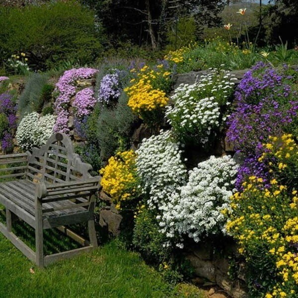 Ubiorek wiecznie zielony biały nasiona 0,5g (2).jpg