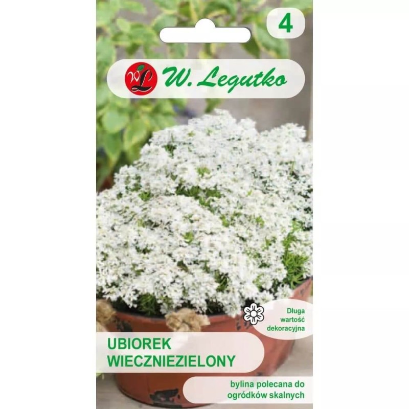 Ubiorek wiecznie zielony biały nasiona 0,5g (3).jpg