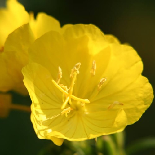 Wiesiołek żółty missouryjski nasiona 0,3g