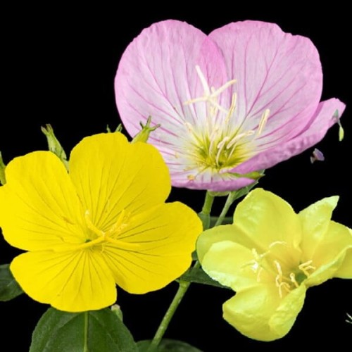 Wiesiołek mieszanka nasiona 0,1g