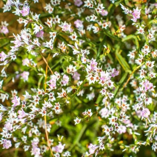 Zatrwian tatarski biały Statice nasiona 0,1g