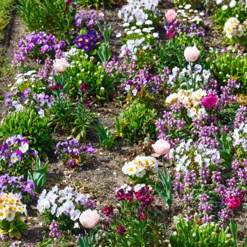 zawciąg nadmorski biały nasiona (3).jpg