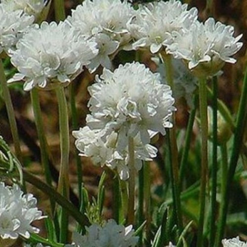 Zawciąg nadmorski biały nasiona 00,5g