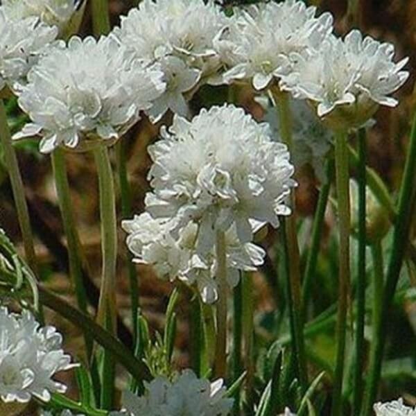 zawciąg nadmorski biały nasiona (1).jpg