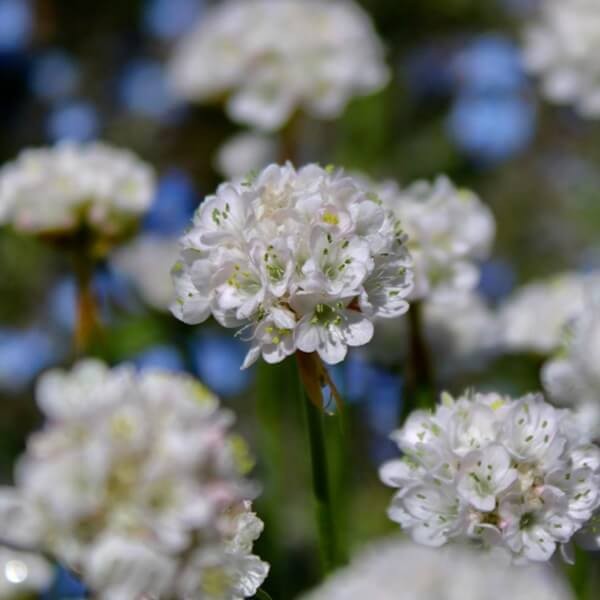 zawciąg nadmorski biały nasiona (2).jpg