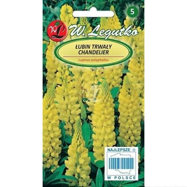 Łubin trwały Żółty Chandelier (Lupinus polyphyllus) 2g, Nasiona  (1).jpg