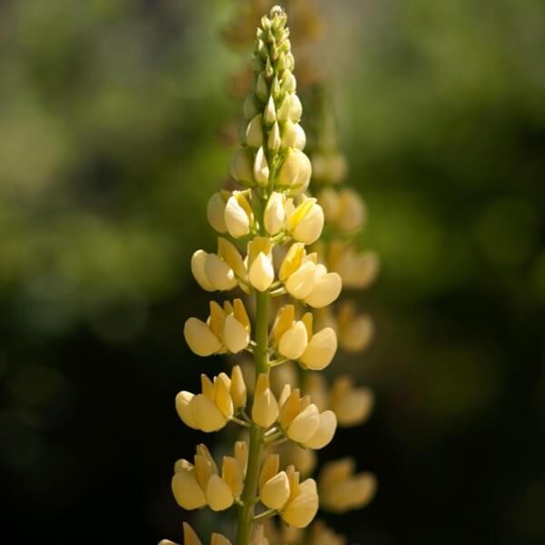Łubin trwały Żółty Chandelier (Lupinus polyphyllus) 2g, Nasiona  (2).jpg