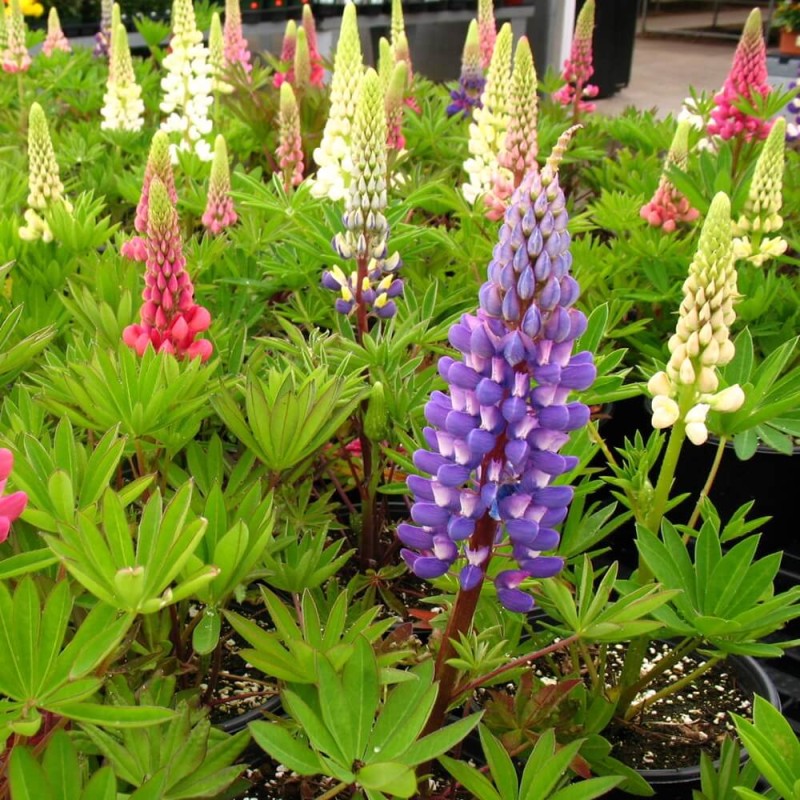 Łubin trwały Niebieski The Governor  nasiona 2g.jpg