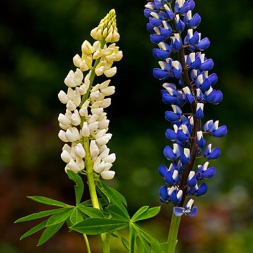 Łubin trwały biały Noblemaiden nasiona 2g