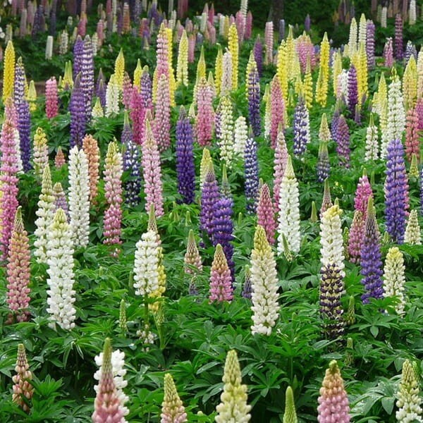 Łubin trwały Biały Noblemaiden nasiona 2g (3).jpg