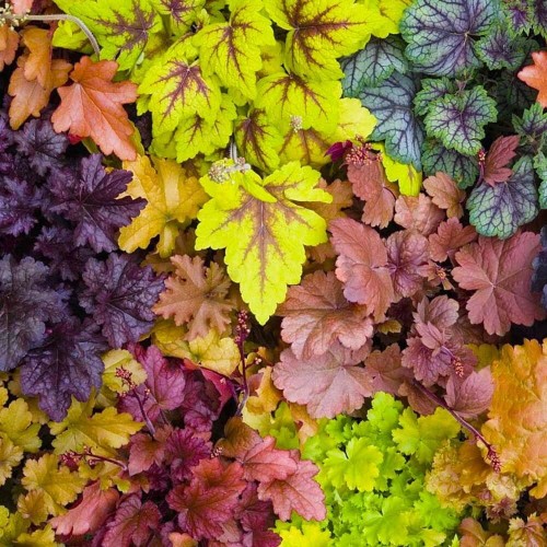 Żurawka Krwista Ogrodowa mieszanka nasiona 0,1g