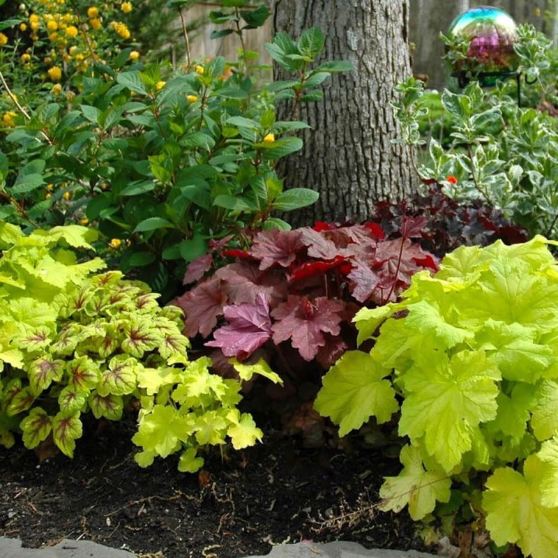 Żurawka Krwista Ogrodowa, mieszanka  nasiona 0,1g (3).jpg