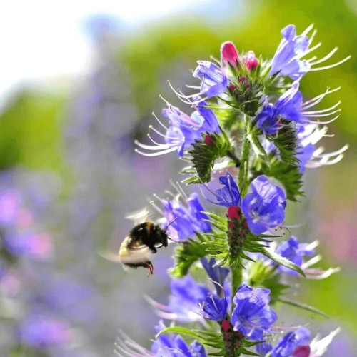 Żmijowiec zwyczajny nasiona 1g