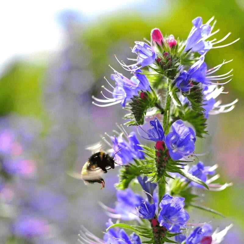 Żmijowiec zwyczajny nasiona 1g (2).jpg