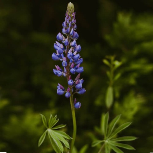 Łubin trwały niebieski The Governor nasiona 2g