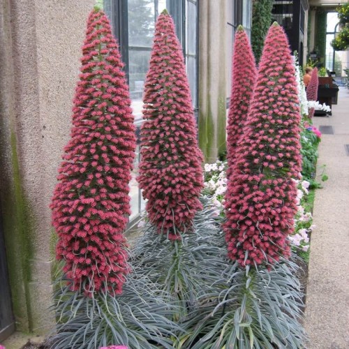 Żmijowiec Rubinowy nasiona