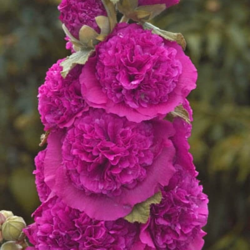 Malwa prawoślaz fioletowa 0,5g nasiona (1).jpg