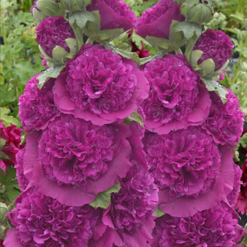 Malwa prawoślaz fioletowa 0,5g nasiona (3).jpg