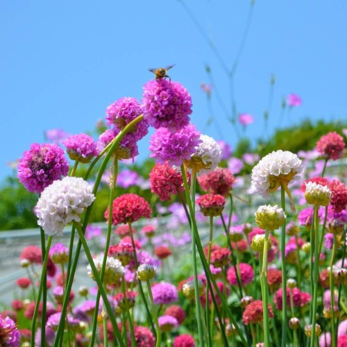 Zawciąg szerokolistny mieszanka nasiona 0,1g