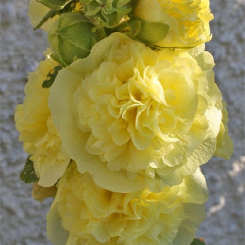 Malwa prawoślaz żółta 0,5g nasiona (1).jpg