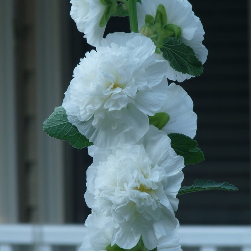 Malwa prawoślaz biała 0,5g nasiona (3).jpg