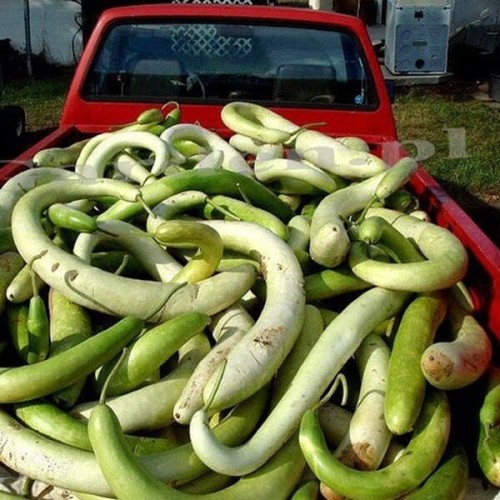 Tykwa Snake - wijące się węże 3g nasiona LUX