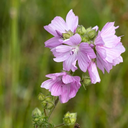 Ślaz piżmowy mieszanka 0,2g nasiona