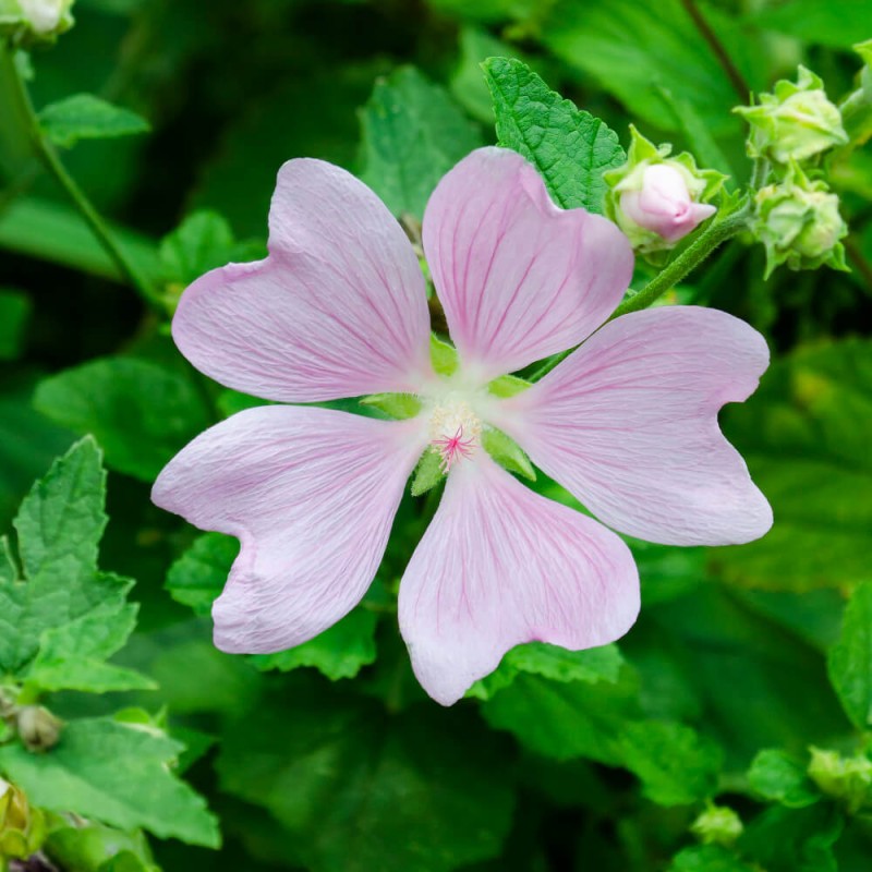 Ślaz piżmowy, mieszanka (Malva moschata) 0,2g Nasiona (2).jpg