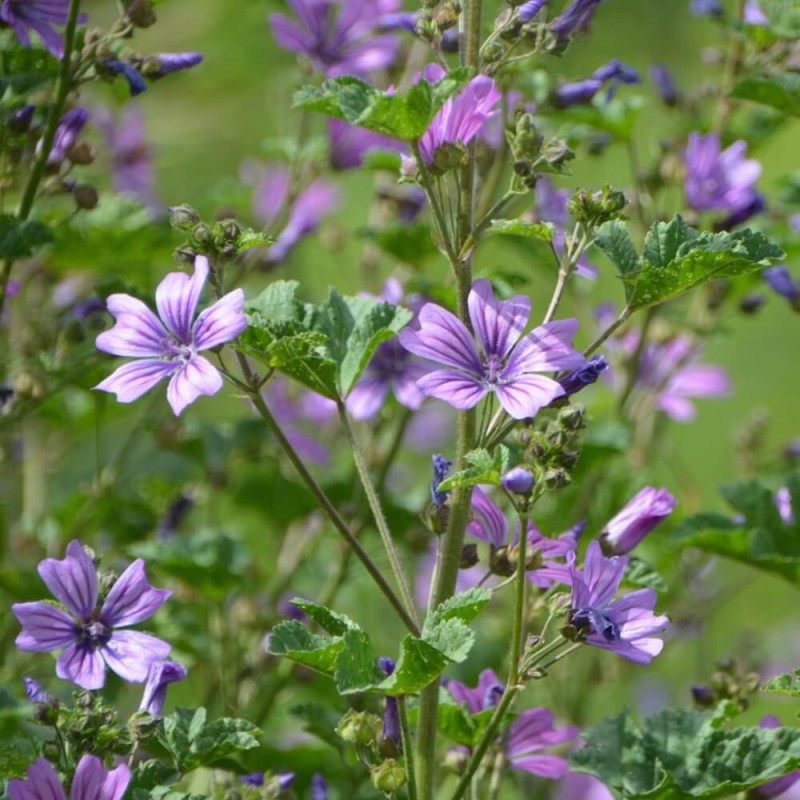 Ślaz piżmowy, mieszanka (Malva moschata) 0,2g Nasiona (3).jpg