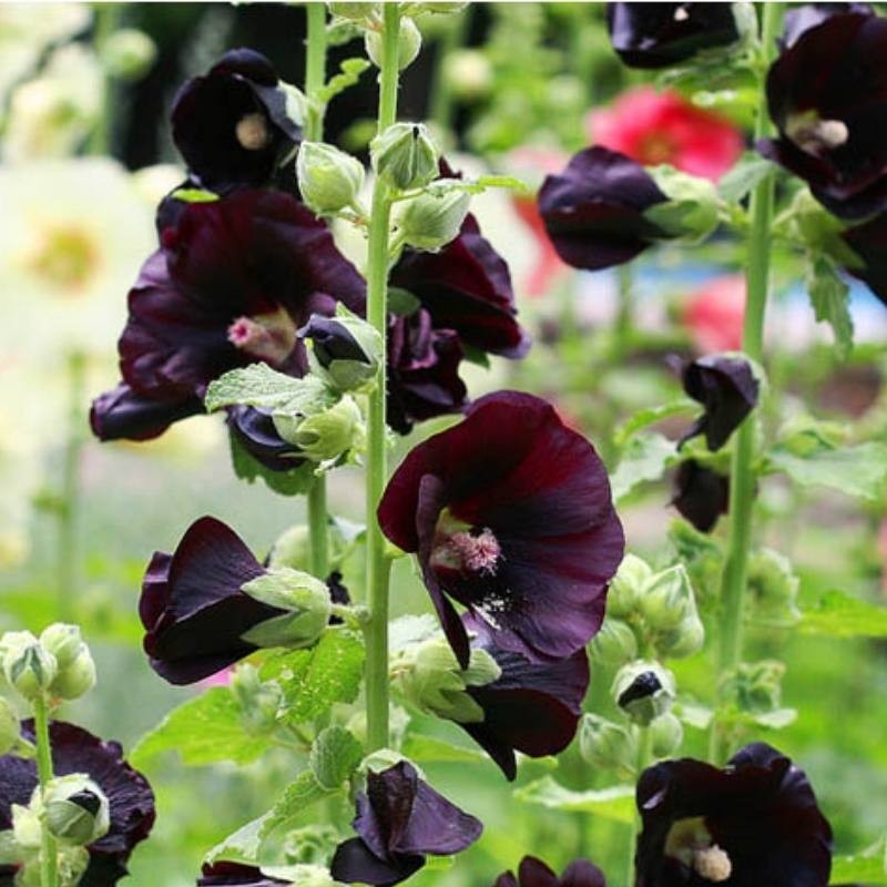 Malwa czarna nasiona 0,5g (3).jpg