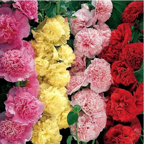 Malwa pełna Prawoślaz mieszanka nasiona 1g