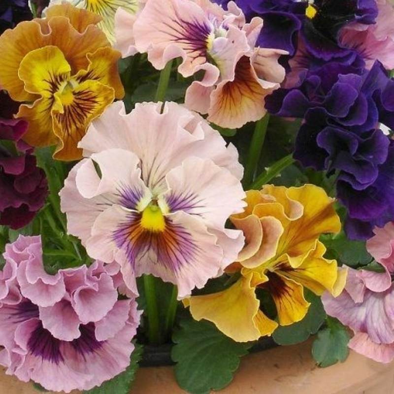 Bratek szwajcarski wielkokwiatowy żółty z ciemnym oczkiem nasiona 0,2g (3).jpg