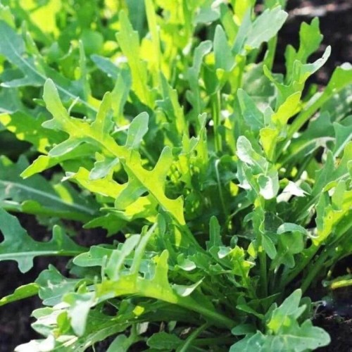 Rukola Dzika Wieloletnia nasiona 1g