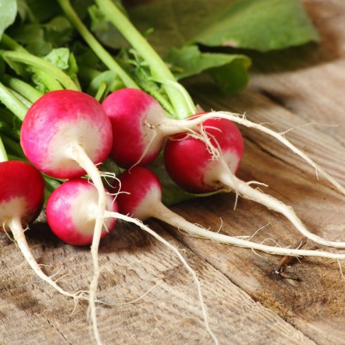 BIO Rzodkiewka NATIONAL 2 nasiona ekologiczne 5g