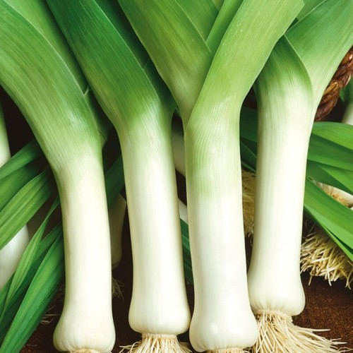 Por wczesny Bulgaarse Reuzen nasiona 1g