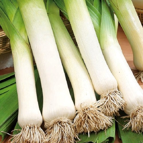 Por Średnio wczesny Herbstriesen 2 nasiona 1g