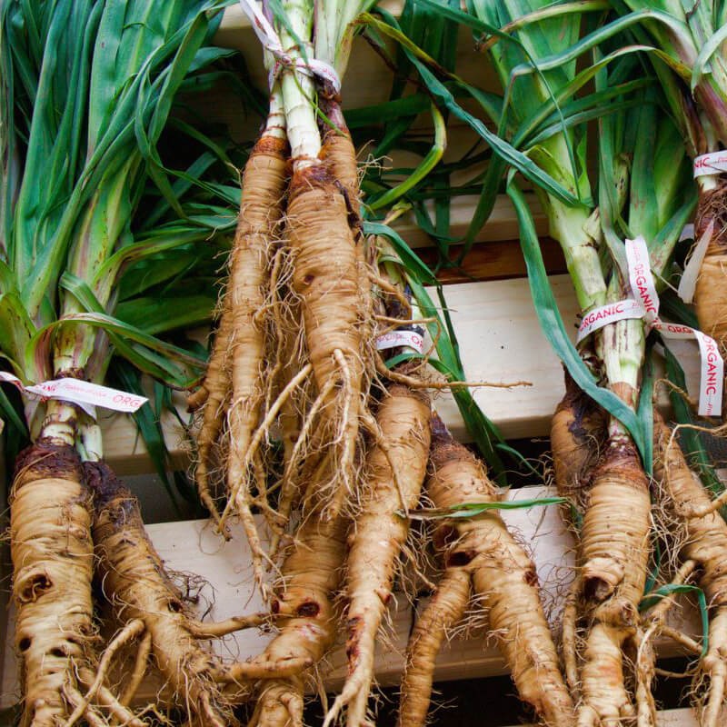 Salsefia nasiona 33.jpg