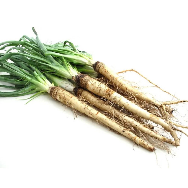 Salsefia nasiona 22.jpg