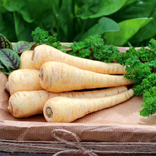 Pasternak Półdługi biały nasiona 5g