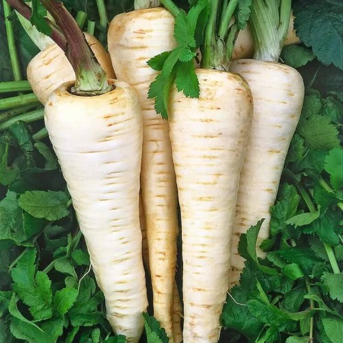 Pasternak Półdługi biały nasiona XXL 500g