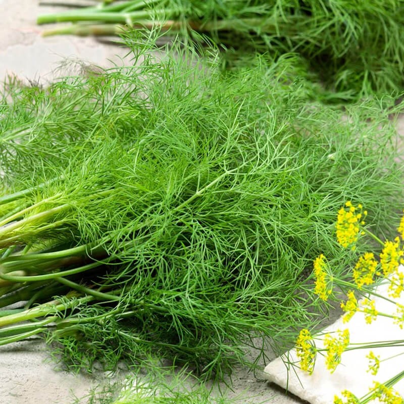 Koper Ogrodowy Moravan nasiona 1.jpg